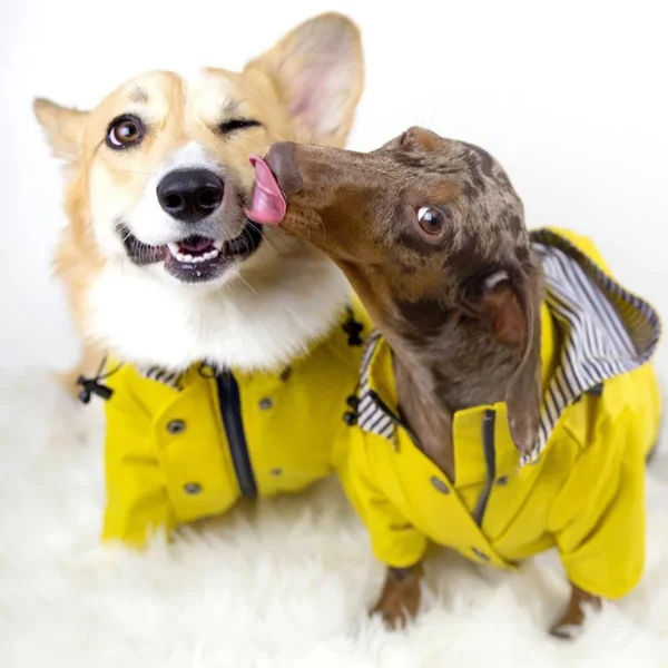 Manteau imperméable jaune pour chien – Image 2