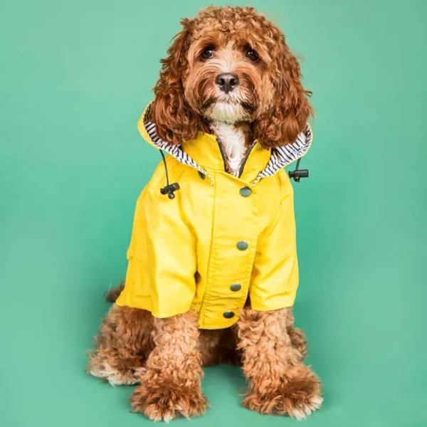 Manteau imperméable jaune pour chien