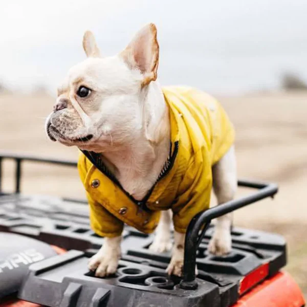 Manteau imperméable jaune pour chien – Image 12
