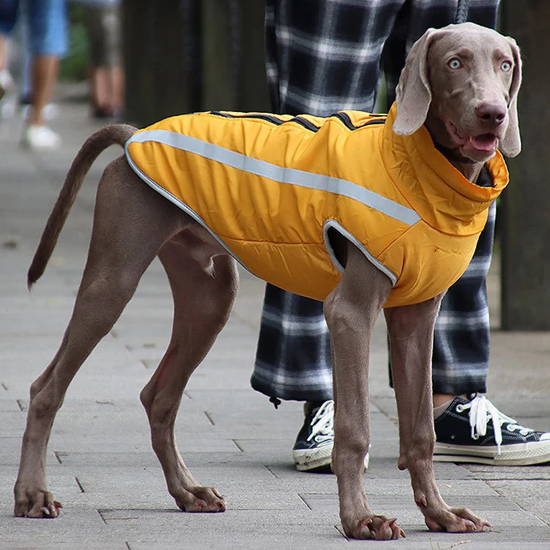 Manteau réfléchissants pour grand chien