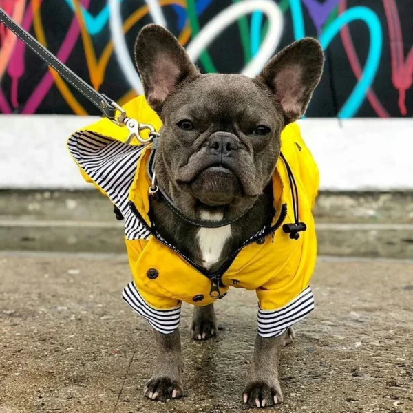Manteau imperméable jaune pour chien – Image 11