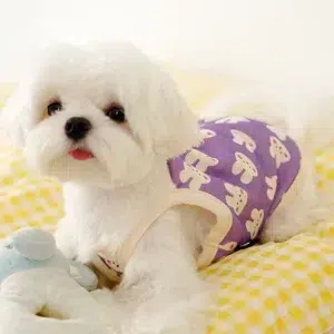 Manteau d'été bichon