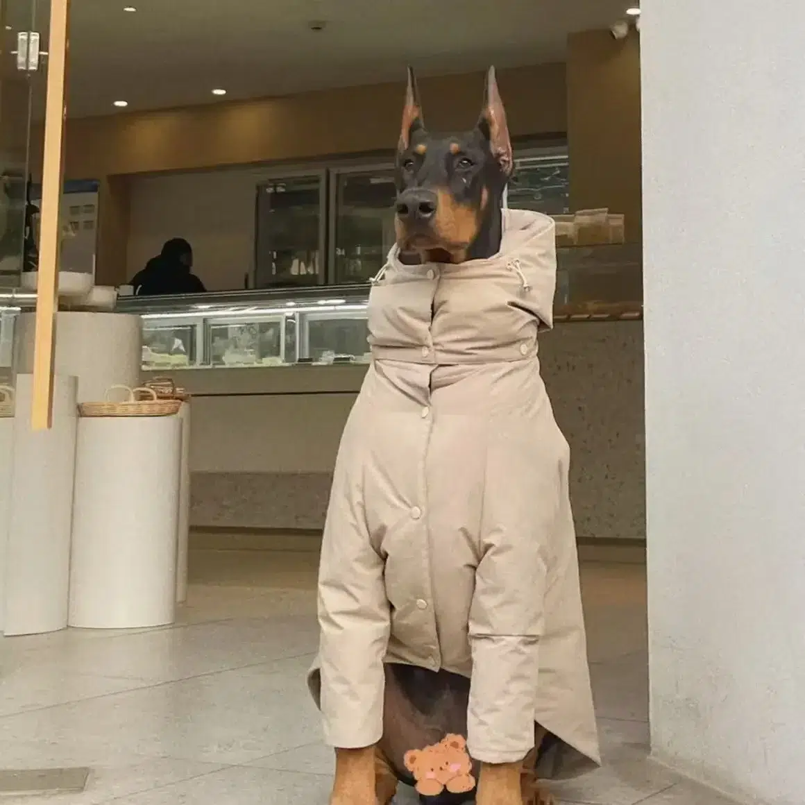Manteau chaud pour doberman