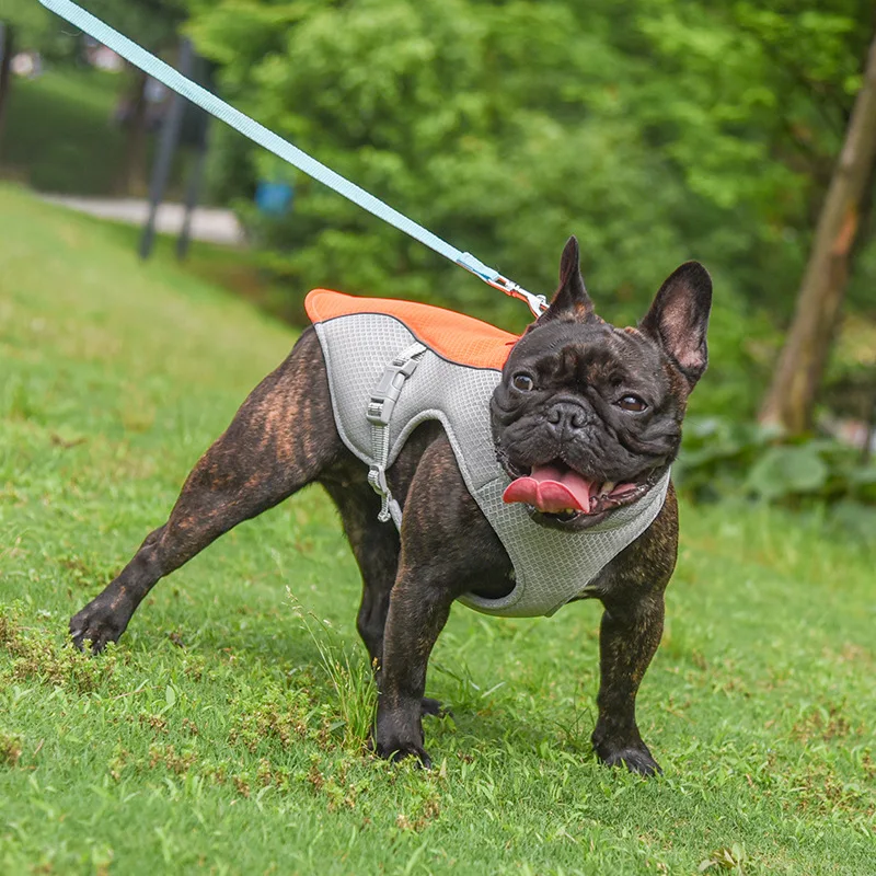 Manteau d'été rafraichissante pour petits et moyens chiens