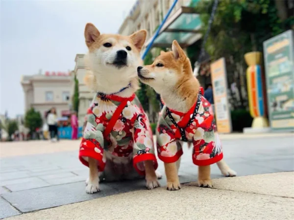 Manteau japonais chien pour Halloween – Image 5