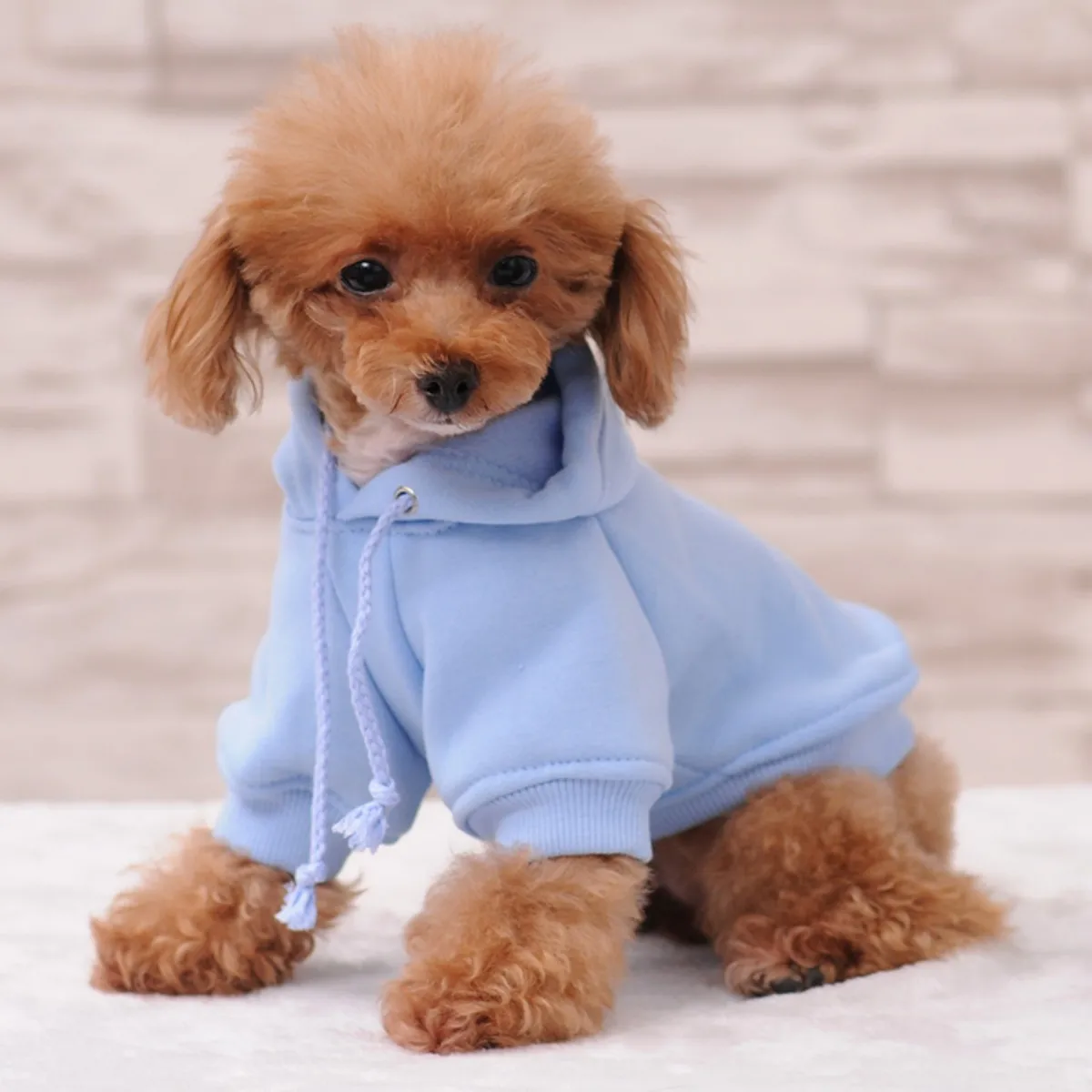 Manteau à capuche d'hiver chaud pour chien